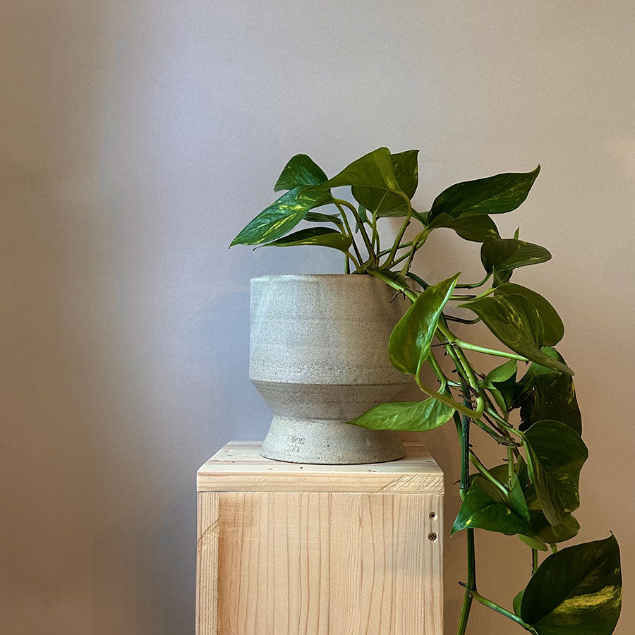 Unik Felix Planter